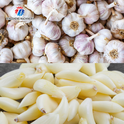 90KG Restaurants Power Saving Garlic Processing Machine Airflow Generation Garlic Sorting