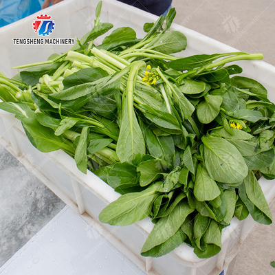 High Efficiency Fruits And Vegetables Washer For Dandelions Coriander