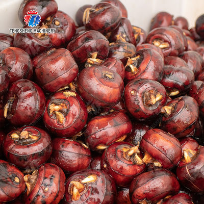 Ginger Potato Carrot Taro Sweet potato Yam Saiko persimmon papaya horseshoe Sealed Cover Type Peeling Machine Wash Washer Washing Cleaning